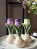 Bulbe de tulipe - 6 couleurs