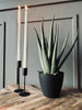 Aloe vera dans pot - 45cm