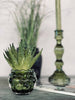 Aloe vera avec épines 15 cm