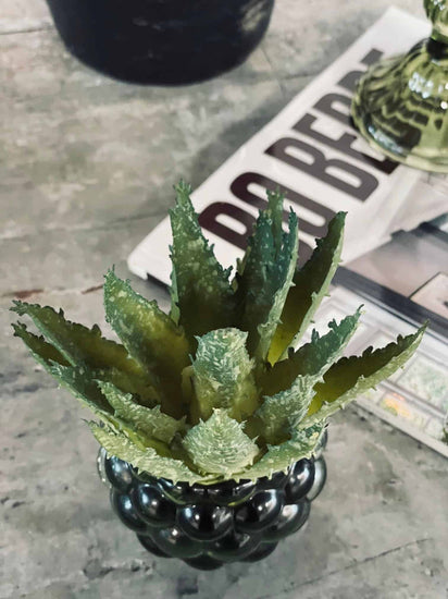 Aloe vera m/pigge 15cm - VIAMAJA.DK