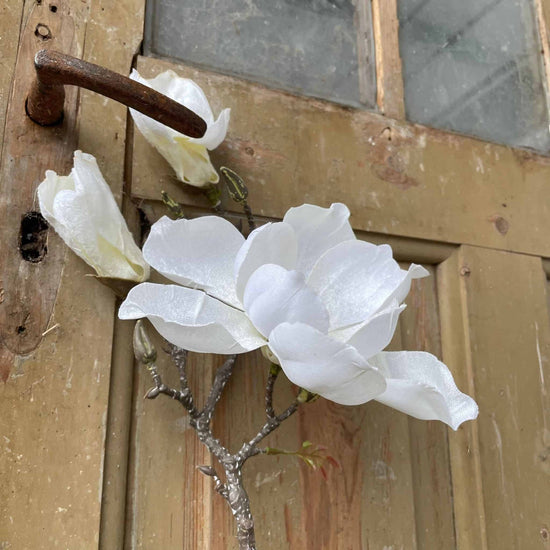 Blomst Magnolia - Hvid - VIAMAJA.DK