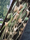 Blomster mix kasser - Natur lime - VIAMAJA.DK
