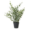 Eucalypt en pot – H 40 cm