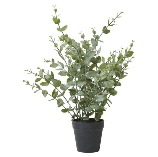 Eukalyptus i potte – H 40 cm - VIAMAJA.DK