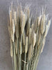 Bouquet éternel - Triticale (seigle)