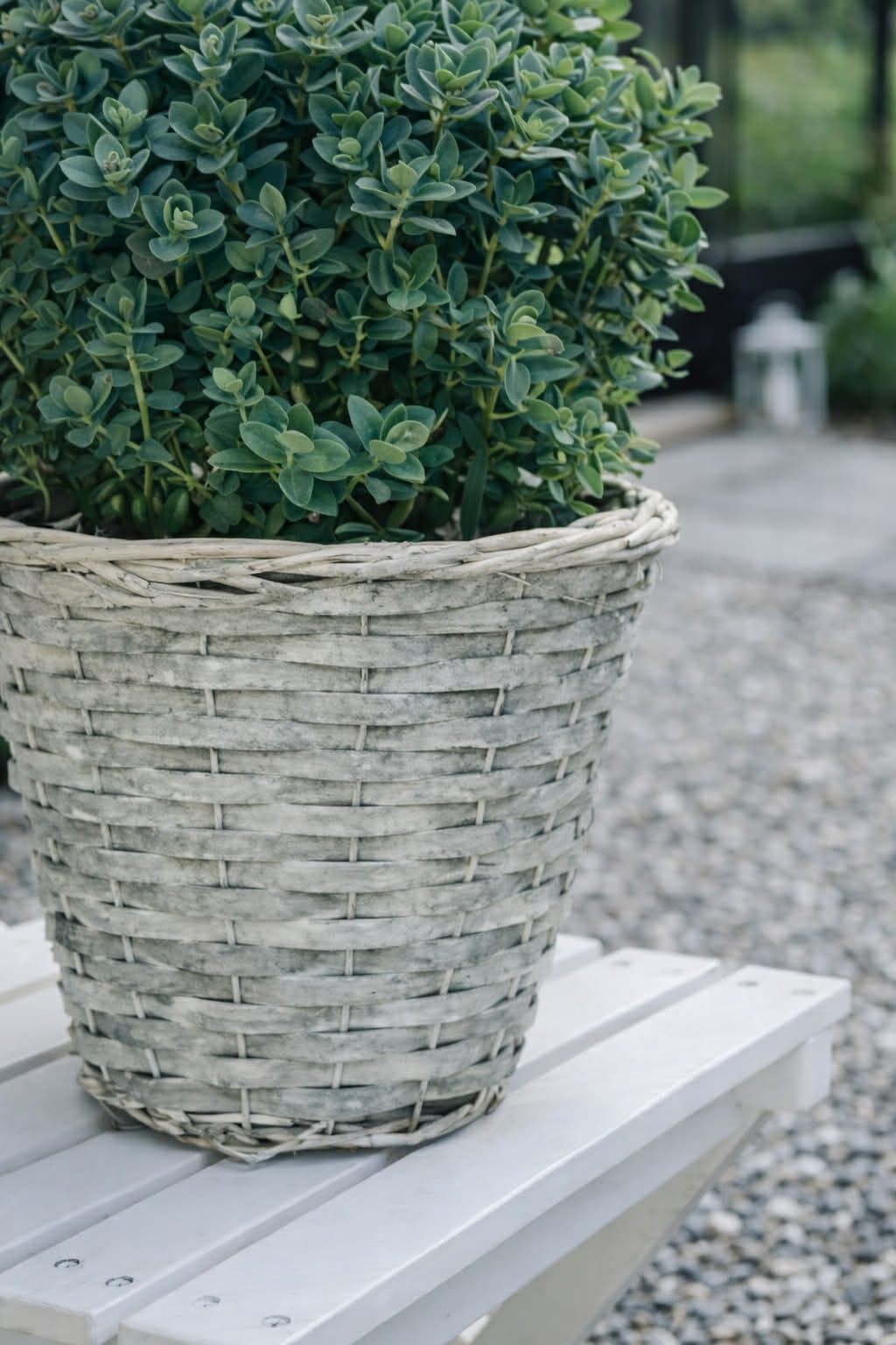 Panier à plantes 20 cm