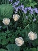 Torche solaire FLOWER – Lot de 4 pcs