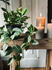 Plante retombante – Green No.1
