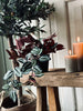 Plante retombante – Green No.3