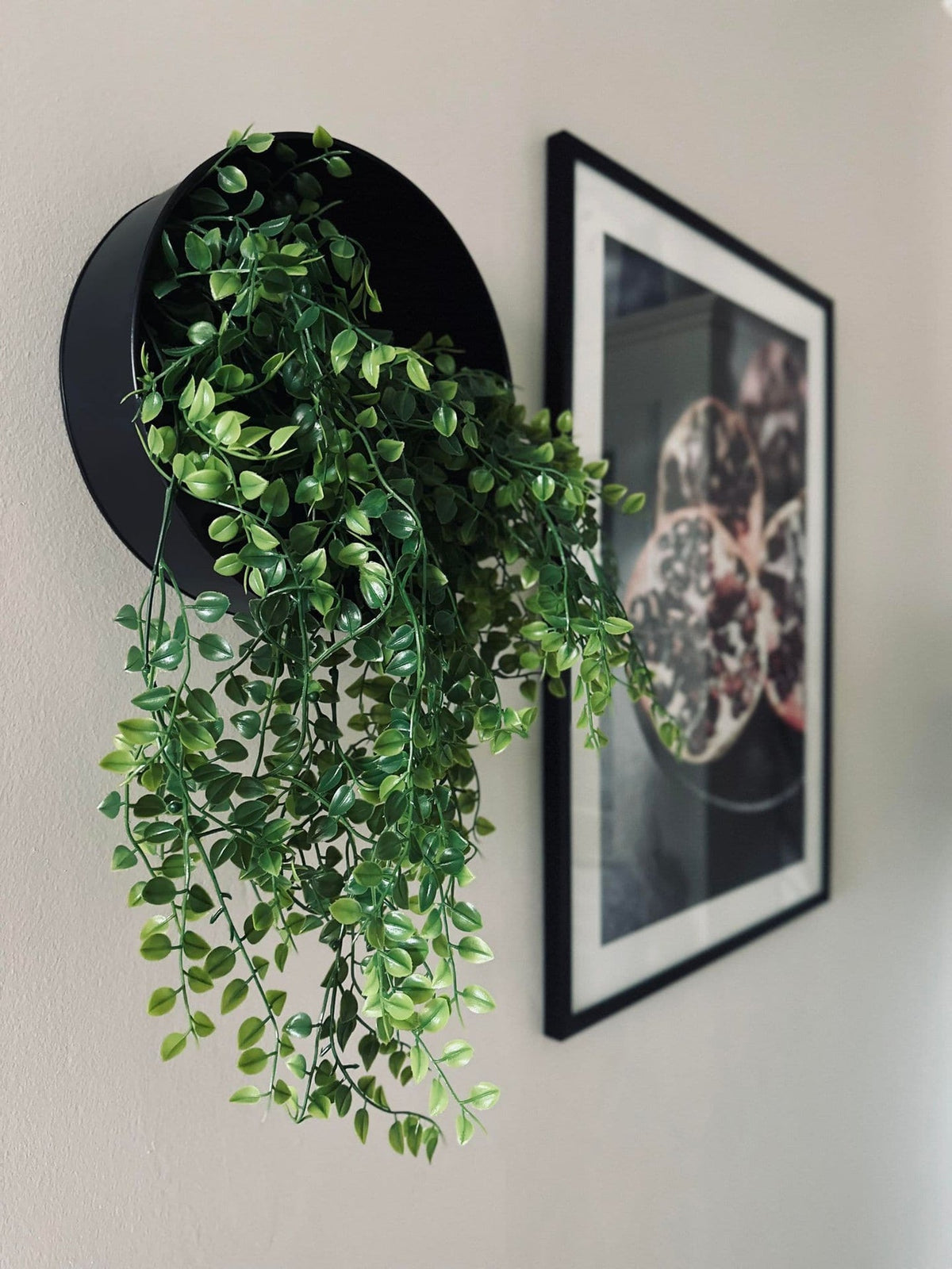 Plante retombante décorative - Verte