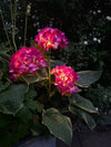Hortensia solaire – Rose