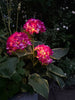 Hortensia solaire – Rose
