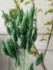 Lagurus - Vert