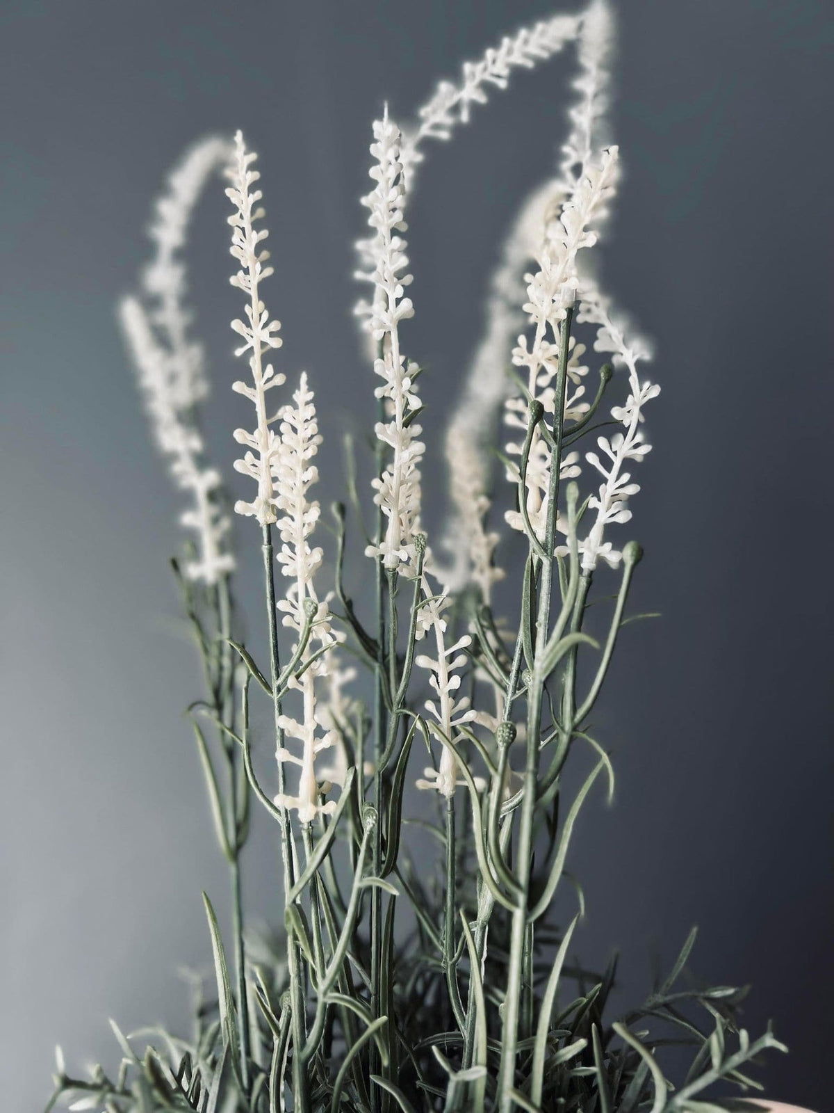 Lavendel i naturpotte - Hvid - VIAMAJA.DK