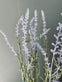 Lavendel i naturpotte - Lys lilla - VIAMAJA.DK