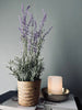 Lavande en pot naturel - Violet foncé
