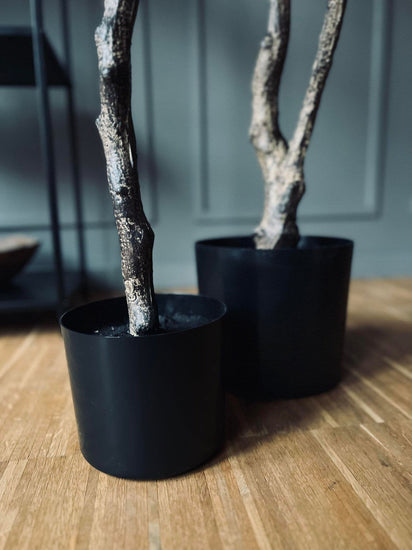 Magnoliatræ i pot - 120 cm - VIAMAJA.DK
