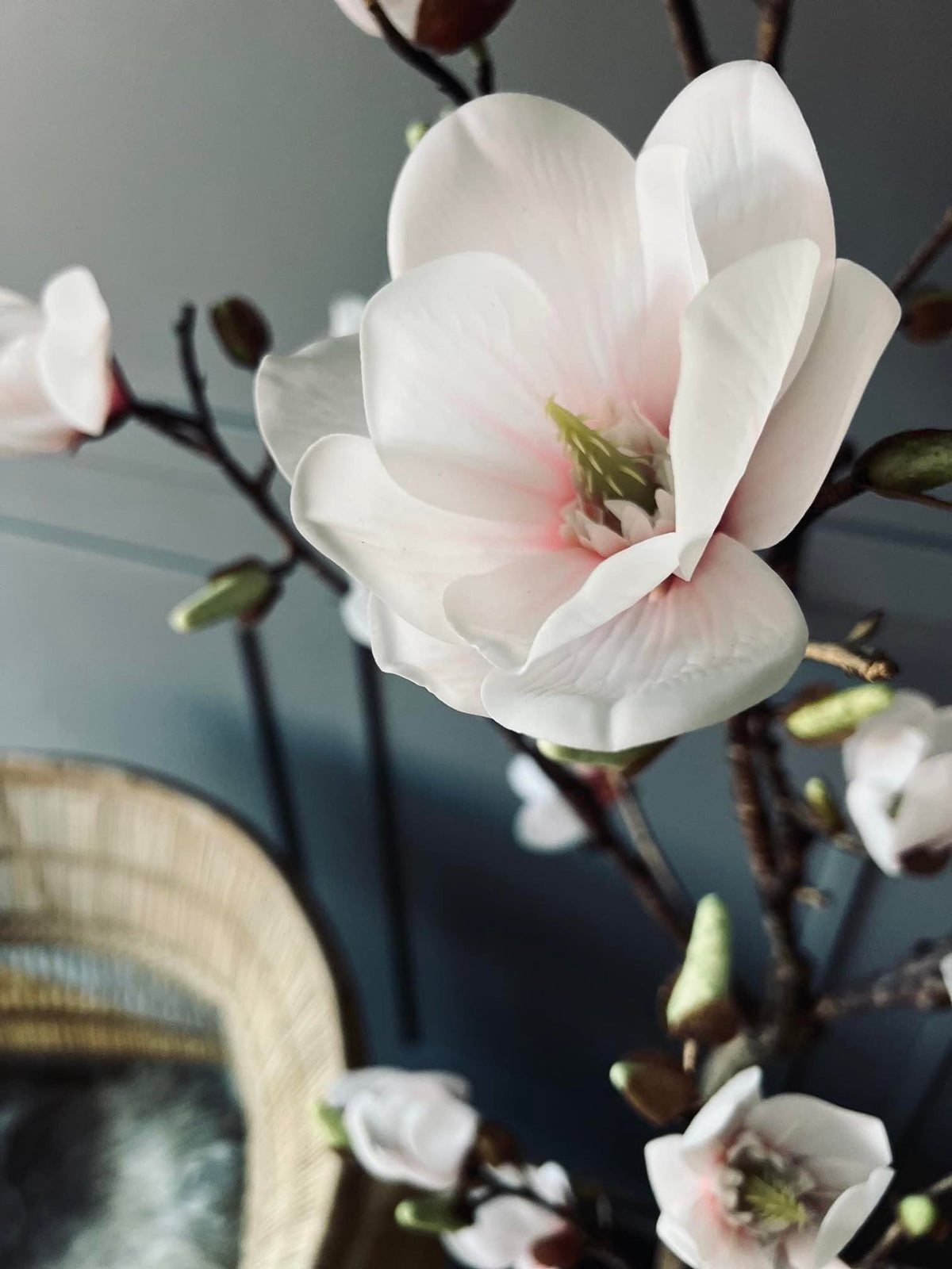 Magnoliatræ i pot - 160cm - VIAMAJA.DK