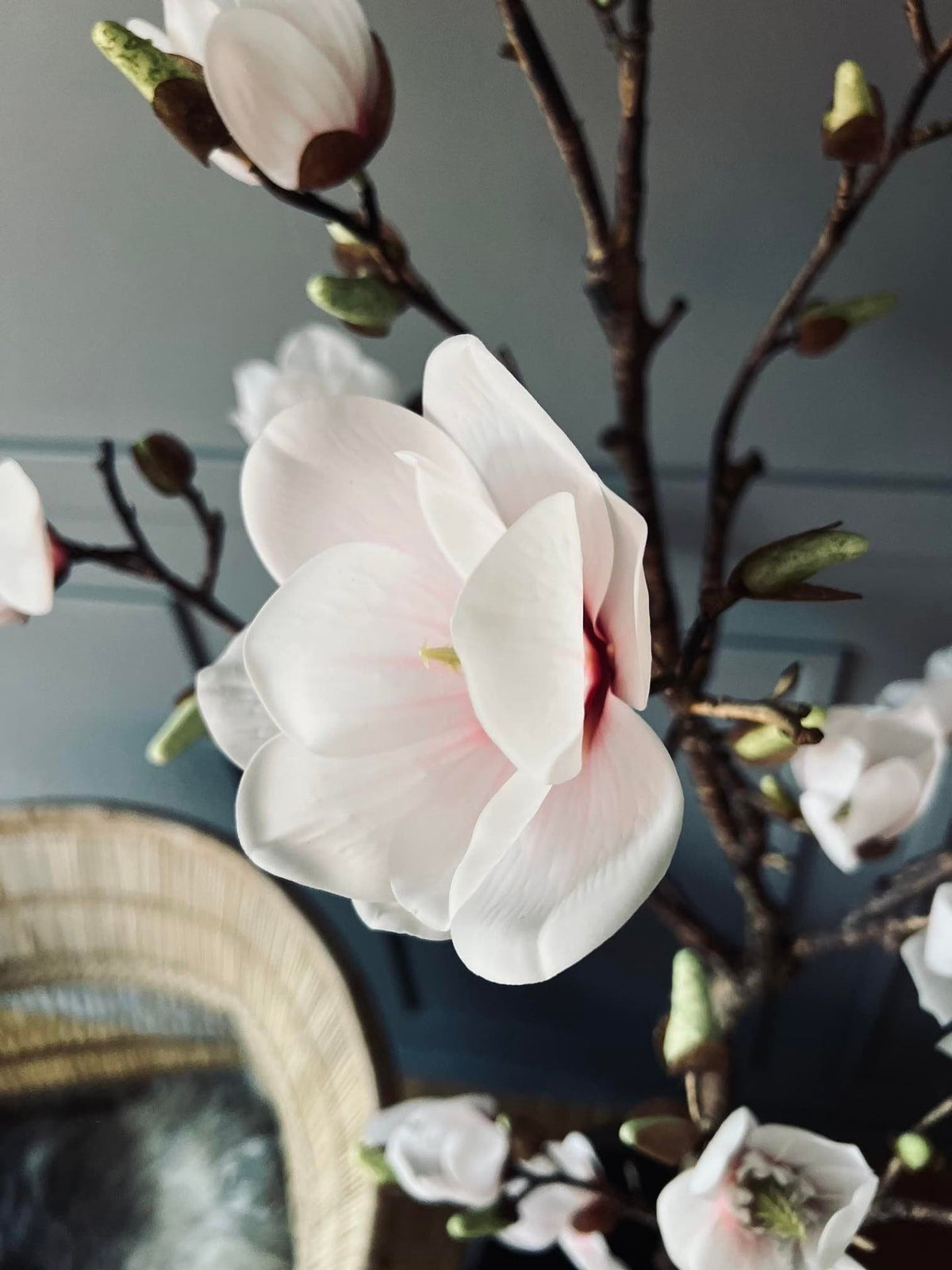 Magnoliatræ i pot - 160cm - VIAMAJA.DK