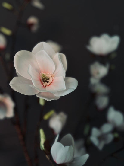 Magnoliatræ i pot - 160cm - VIAMAJA.DK