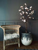 Magnolia en pot - 160 cm