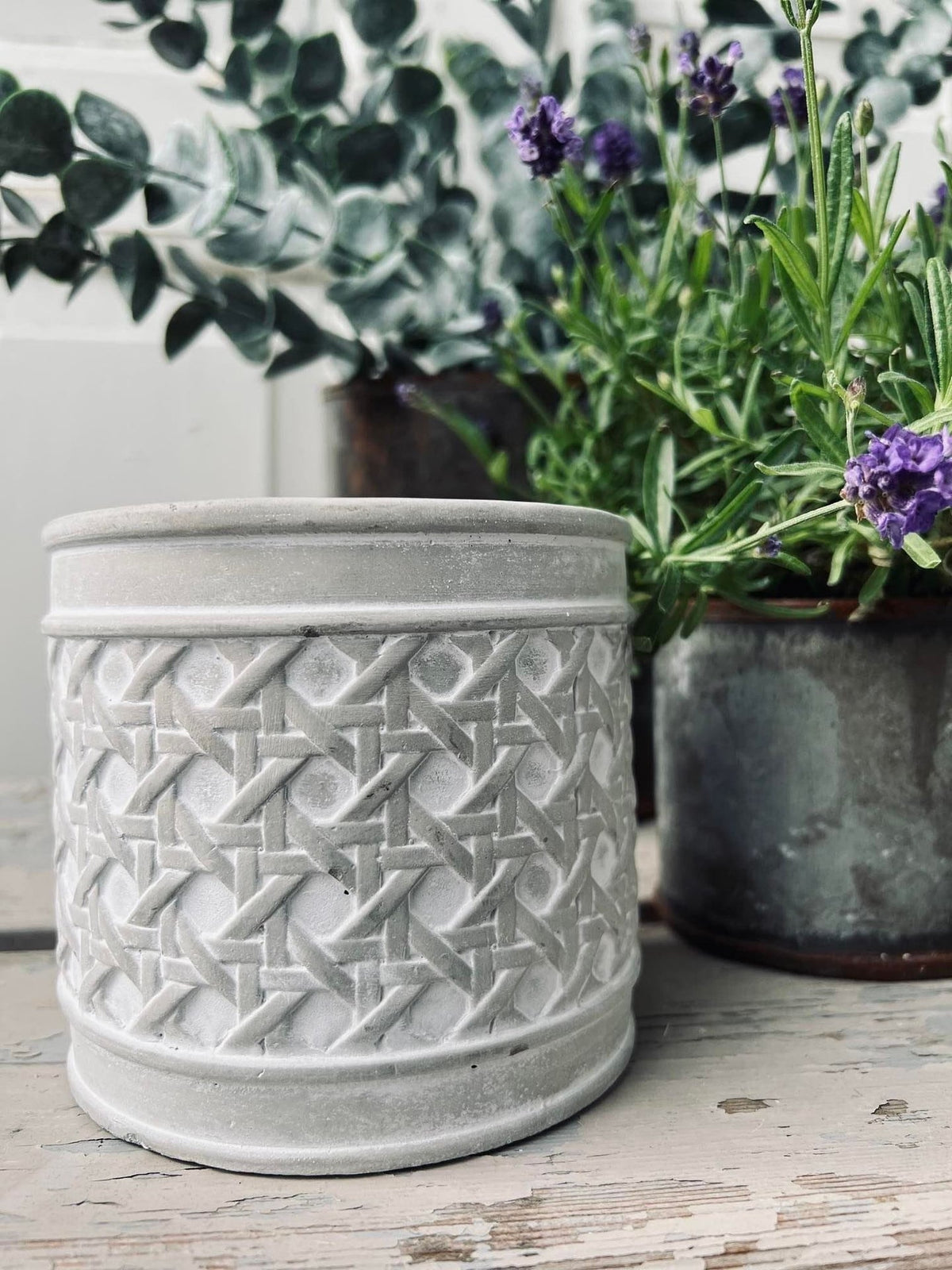 Myggelys i cement potte - Citronella mix - VIAMAJA.DK