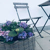 Panier pour plantes en rotin - Petit