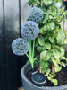 Oignon décoratif solaire – Bleu