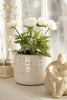 Renoncule en pot - Blanc