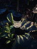 Lampes solaires - 4 pcs