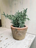 Thym en pot